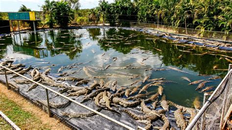 hermes crocodile scandal|Hermes crocodile farms.